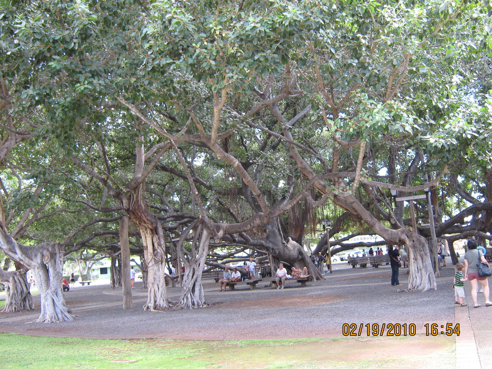 Хаваи, Гигантският баниан в центъра на Лахаина