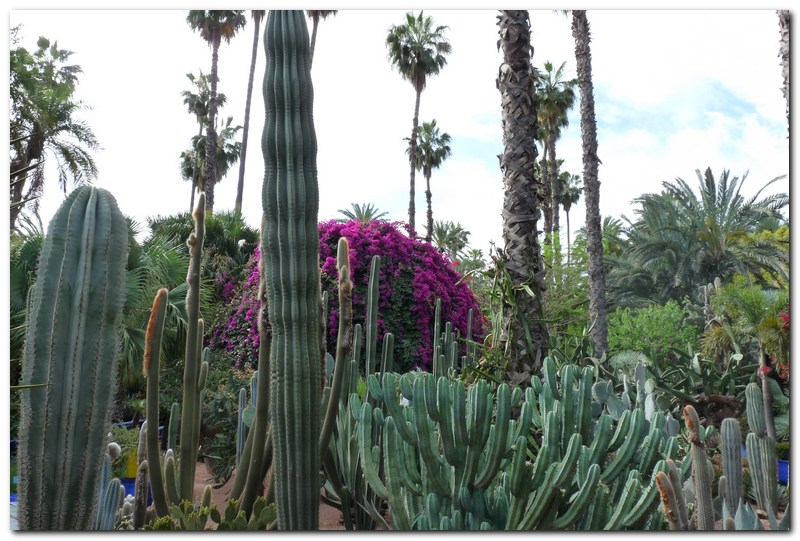 Мароко, ботаническите градини Мажорел
