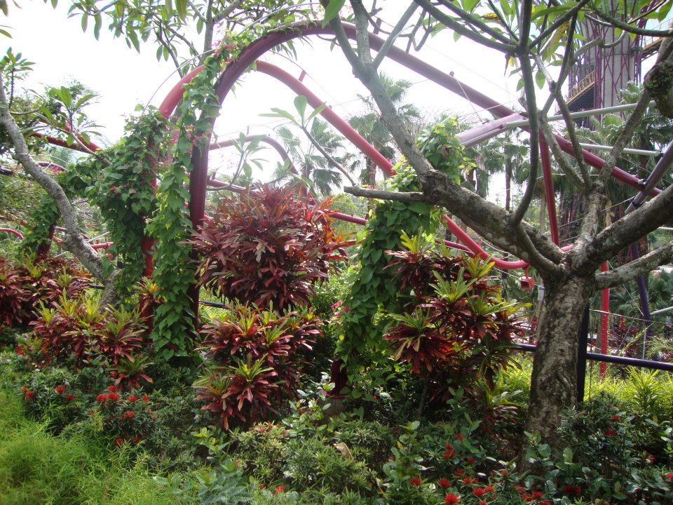 Сингапур, Естествена зеленина в градината
