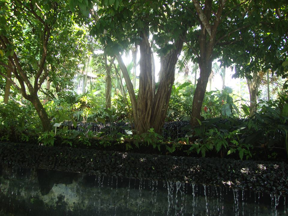 Сингапур, Тропическа джунгла в центъра на града

