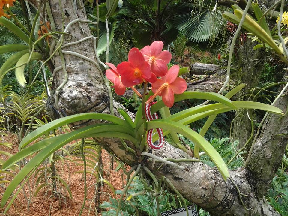 Сингапур, Мартеничката ми остана до това красиво цвете
