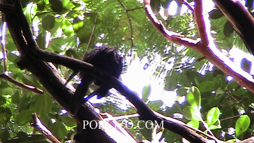 Черен папагал