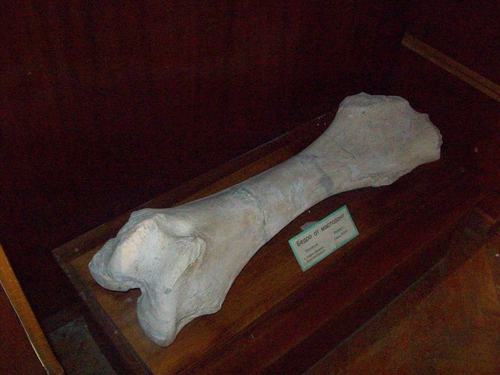 Бедро от мастодонт-експонат в музея
