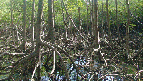 Гора с мангрови дъвета