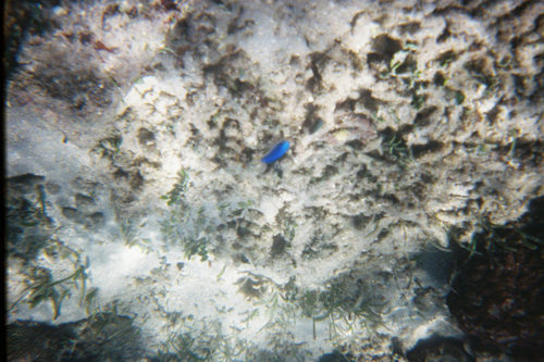 Големия бариерен риф