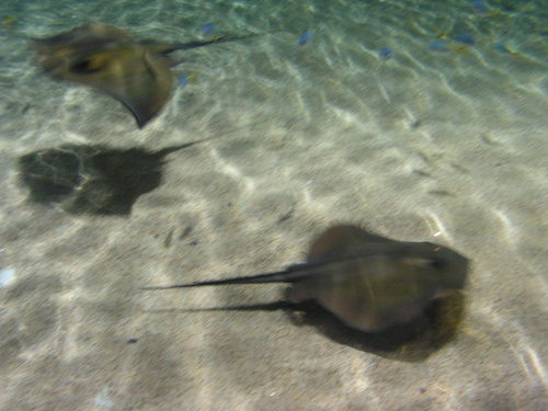 Скат в аквариума Turkuazoo