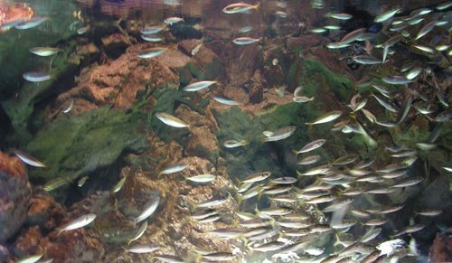 Риби в аквариума Turkuazoo