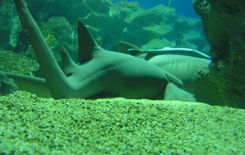 Акули в аквариума Turkuazoo