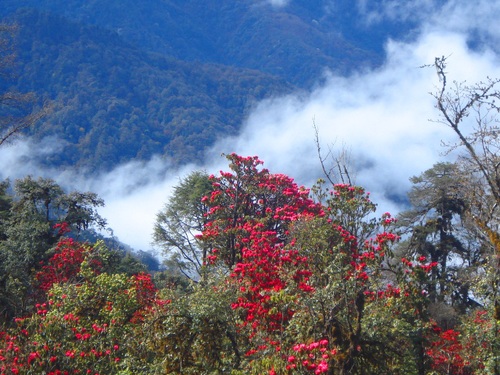 RHODODENDRON IN HIMALAYA