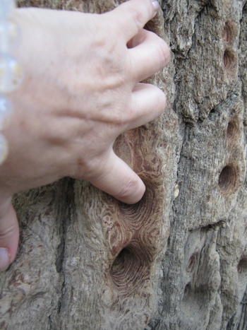 Дупките от пръстите на ръцете на монасите, с които са удряли кората на вековни дървета