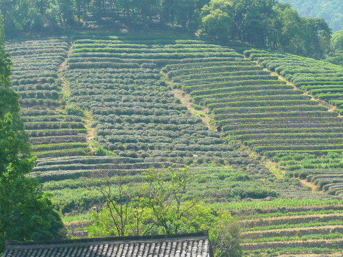 Ханджоу, чаени плантации