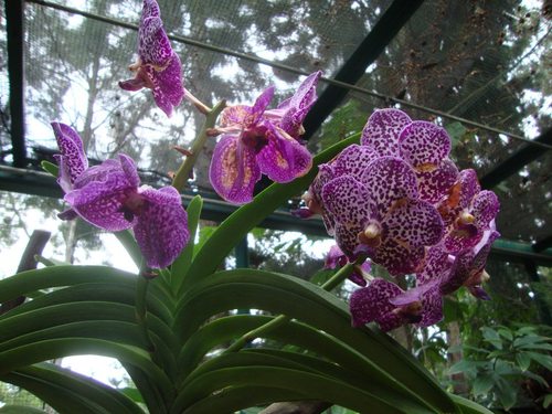 Павилиона на ВИП орхидеите