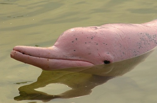 Розовите делфини на Амазонка