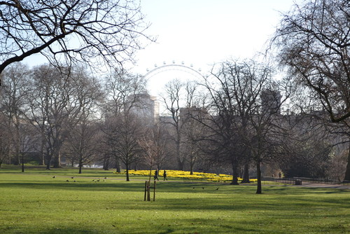 Лондон, в парка Сейт Джеймс, в далечината се вижда Окото на Лондон.