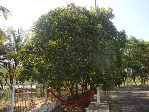 хамакът на Рей, вързан под мангово дърво
